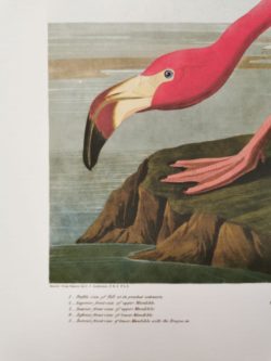 affiche flamant rose vintage lyon boutique mobilier pieds compas