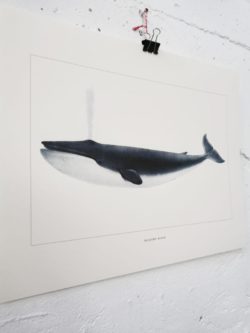 affiche baleine vintage lyon boutique pieds compas